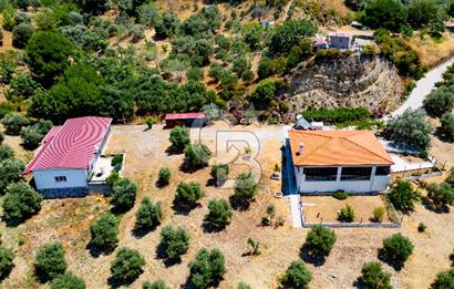 Aydın Söke'de Satılık 45 Dönüm Zeytinlik