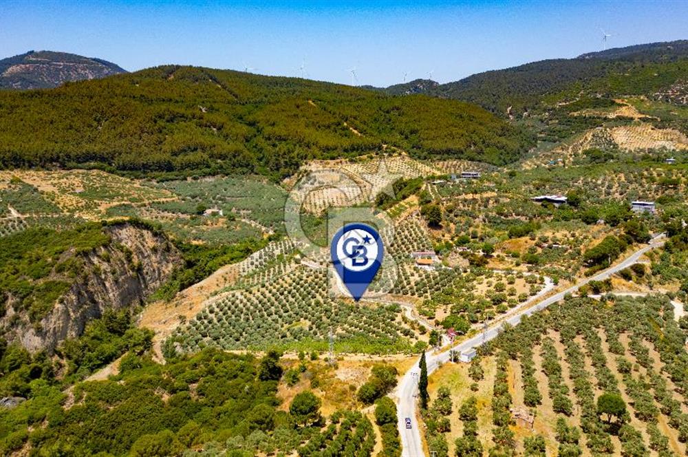 Aydın Söke'de Satılık 45 Dönüm Zeytinlik