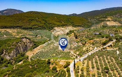 Aydın Söke'de Satılık 45 Dönüm Zeytinlik