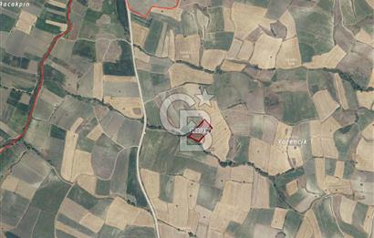 CB KiNG DEN KAMÇILI MH. SATILIK 4.523 M2 TARLA