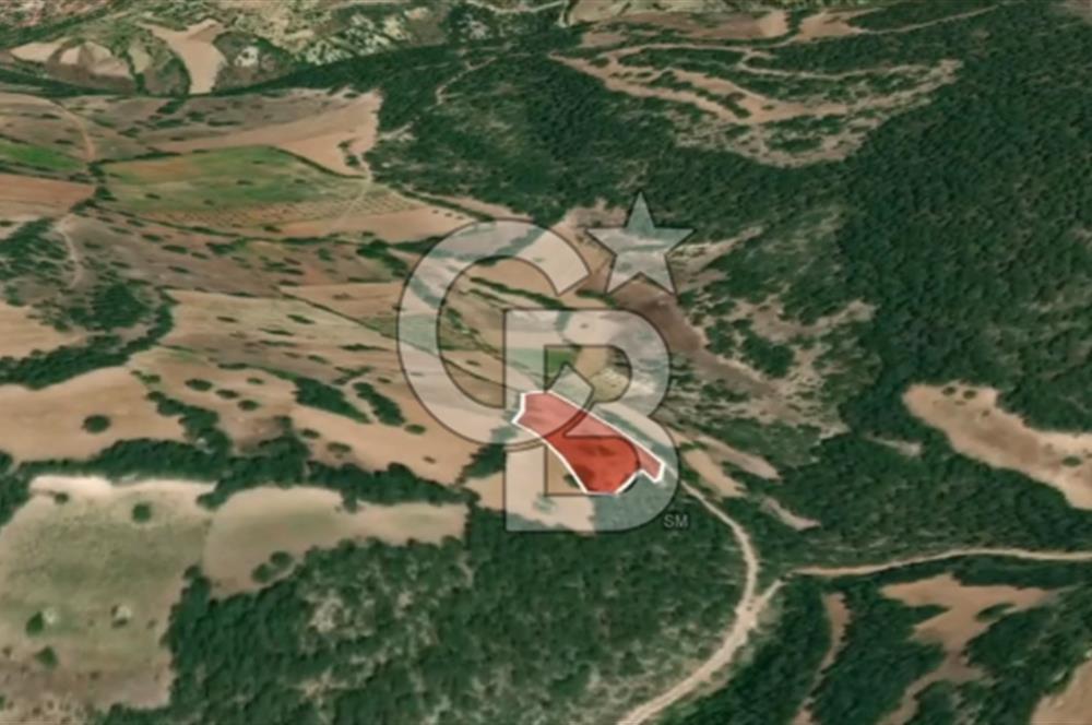 CB AMBIANCE'DAN KELES(BURSA) BASAK KÖYÜNDE 5054m2 TARLA