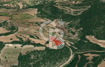 CB AMBIANCE'DAN KELES(BURSA) BASAK KÖYÜNDE 5054m2 TARLA