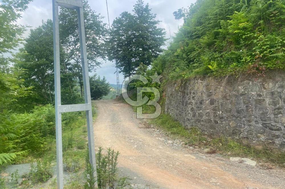 Rize Ardeşende 4 parsel satılık fındık bahçesi