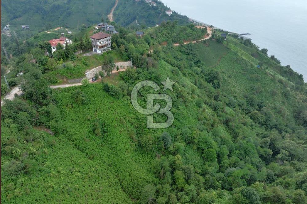 Rize Ardeşende 4 parsel satılık fındık bahçesi