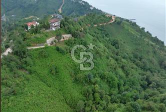Rize Ardeşende 4 parsel satılık fındık bahçesi