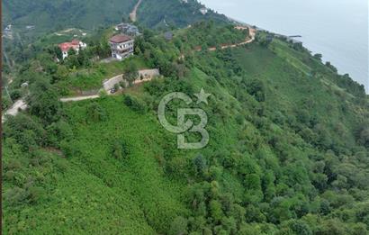 Rize Ardeşende 4 parsel satılık fındık bahçesi