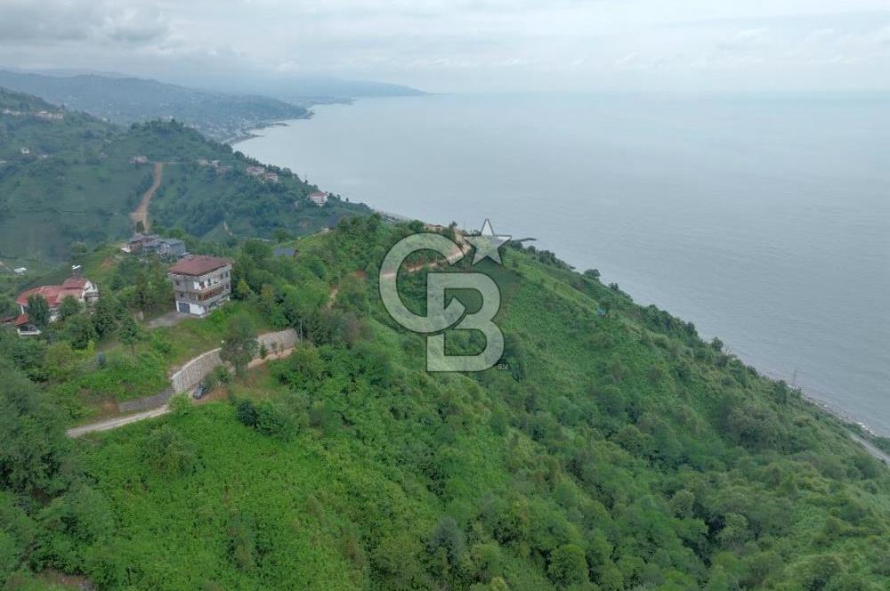 Rize Ardeşende 4 parsel satılık fındık bahçesi