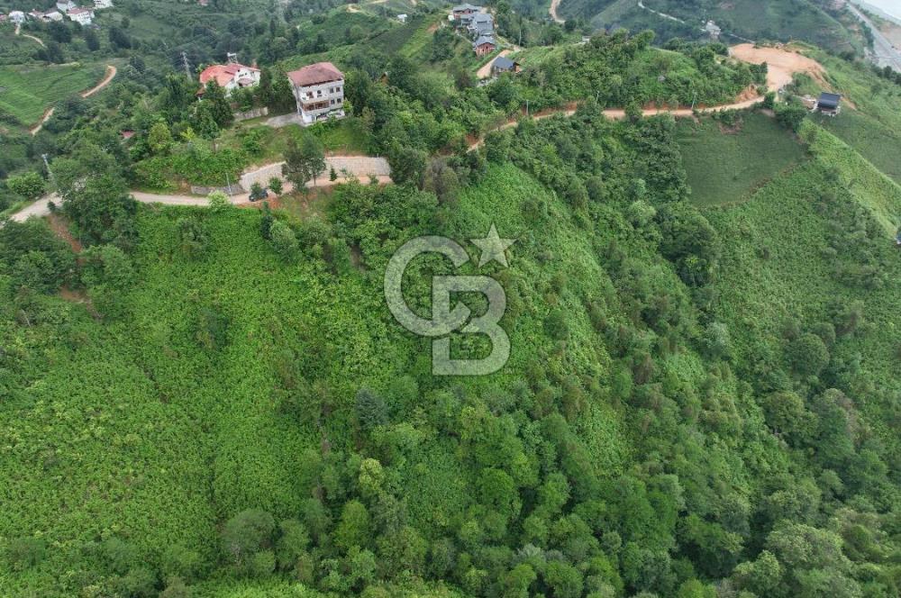 Rize Ardeşende 4 parsel satılık fındık bahçesi