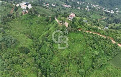 Rize Ardeşende 4 parsel satılık fındık bahçesi