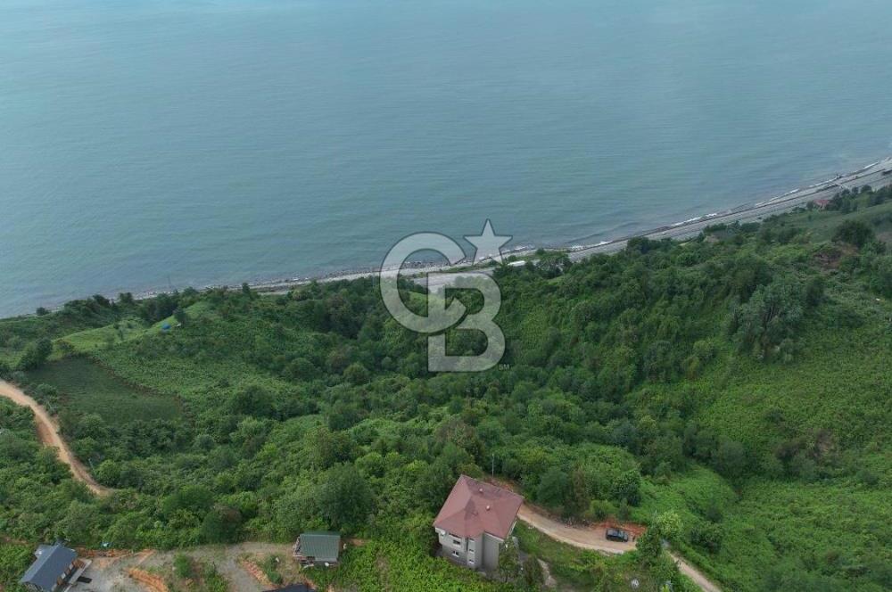 Rize Ardeşende 4 parsel satılık fındık bahçesi