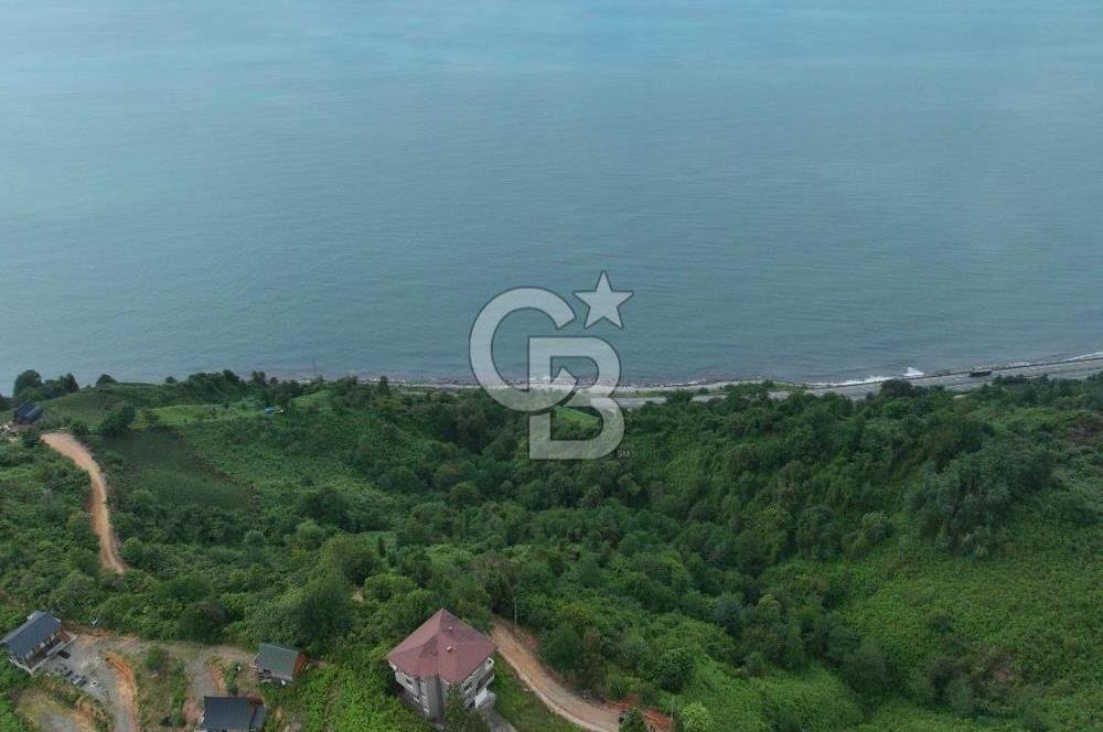 Rize Ardeşende 4 parsel satılık fındık bahçesi