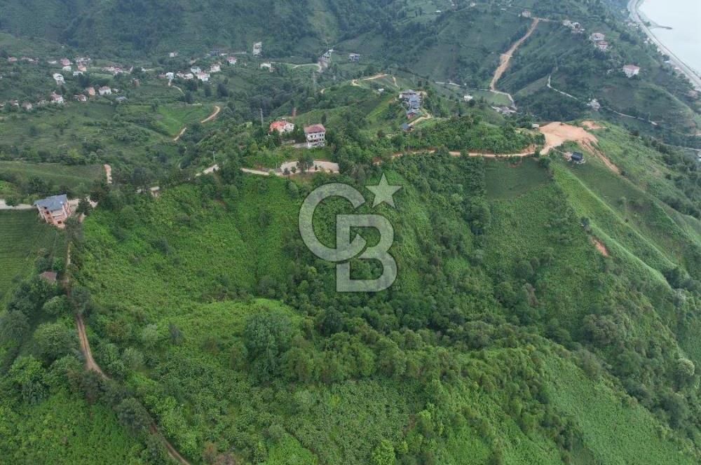 Rize Ardeşende 4 parsel satılık fındık bahçesi