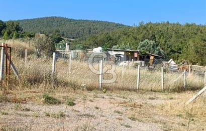 Bornova Yakaköy'de Satılık 365 m2 Zeytinlik Tarla