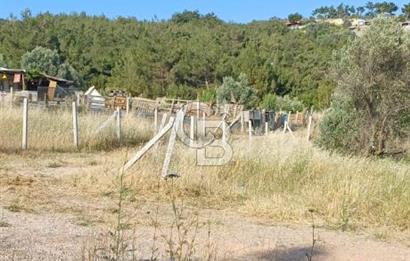 Bornova Yakaköy'de Satılık 365 m2 Zeytinlik Tarla