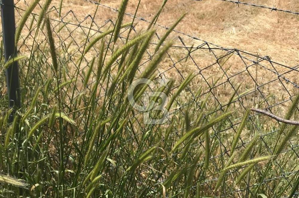 Edirne, Enez, Gülçavuş Satılık Arsa