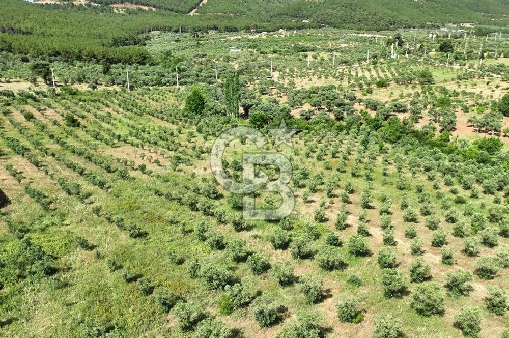 KEMALPAŞA DEREKÖY SATILIK ÜRETİM TESİSİ&DEPO RUHSATLI