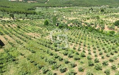 KEMALPAŞA DEREKÖY SATILIK ÜRETİM TESİSİ&DEPO RUHSATLI
