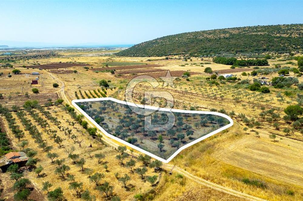 Foça Yenibağarasında Satılık Tarla