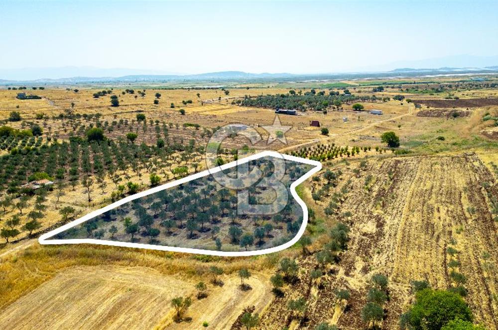 Foça Yenibağarasında Satılık Tarla