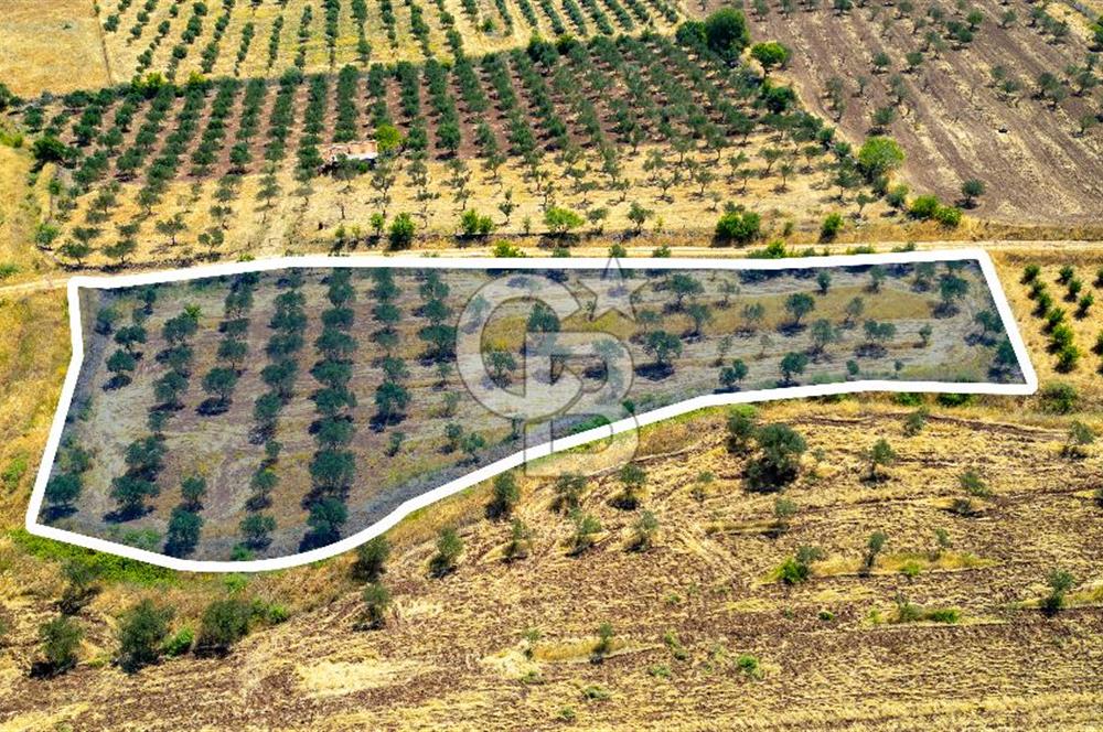 Foça Yenibağarasında Satılık Tarla
