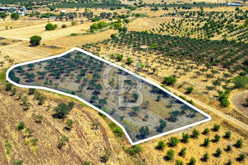 Foça Yenibağarasında Satılık Tarla