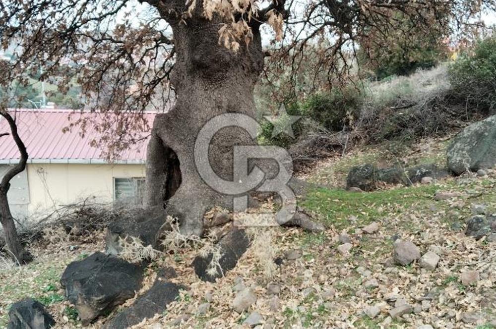 BALIKESİR AYVALIK ÜÇKABAĞAÇ MAHALLESİNDE SATILIK ARSA