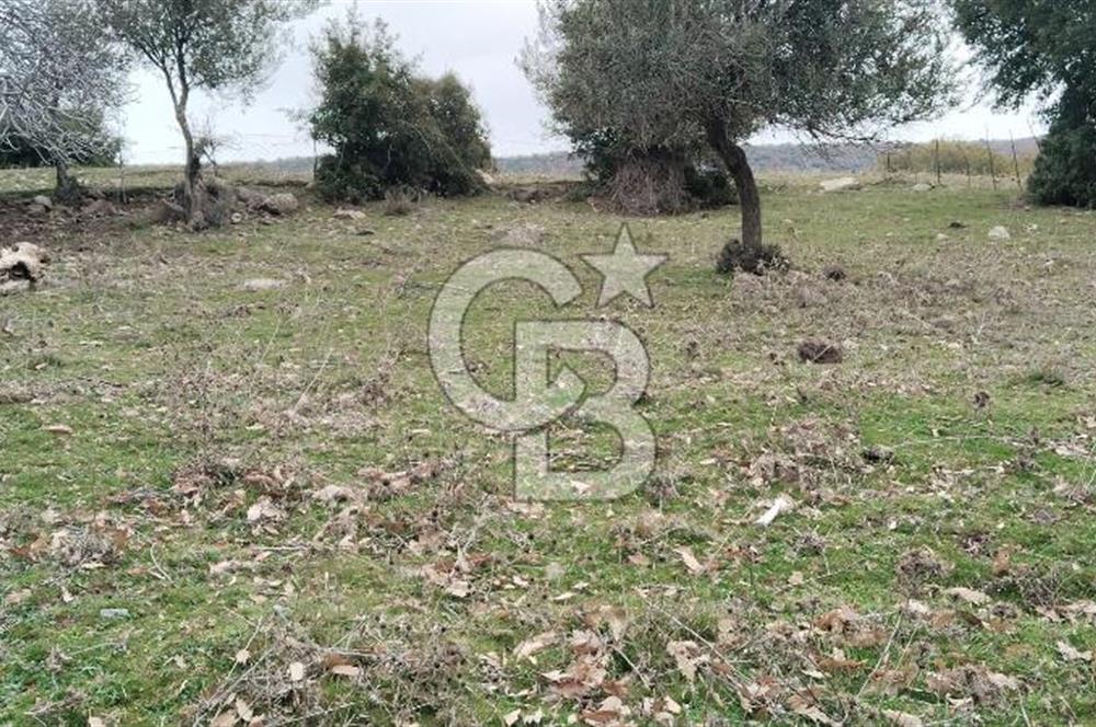 BALIKESİR AYVALIK ÜÇKABAĞAÇ MAHALLESİNDE SATILIK ARSA