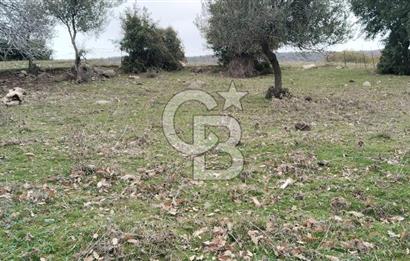 BALIKESİR AYVALIK ÜÇKABAĞAÇ MAHALLESİNDE SATILIK ARSA