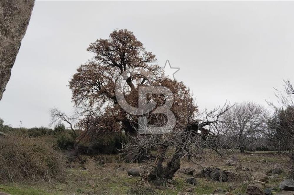 BALIKESİR AYVALIK ÜÇKABAĞAÇ MAHALLESİNDE SATILIK ARSA
