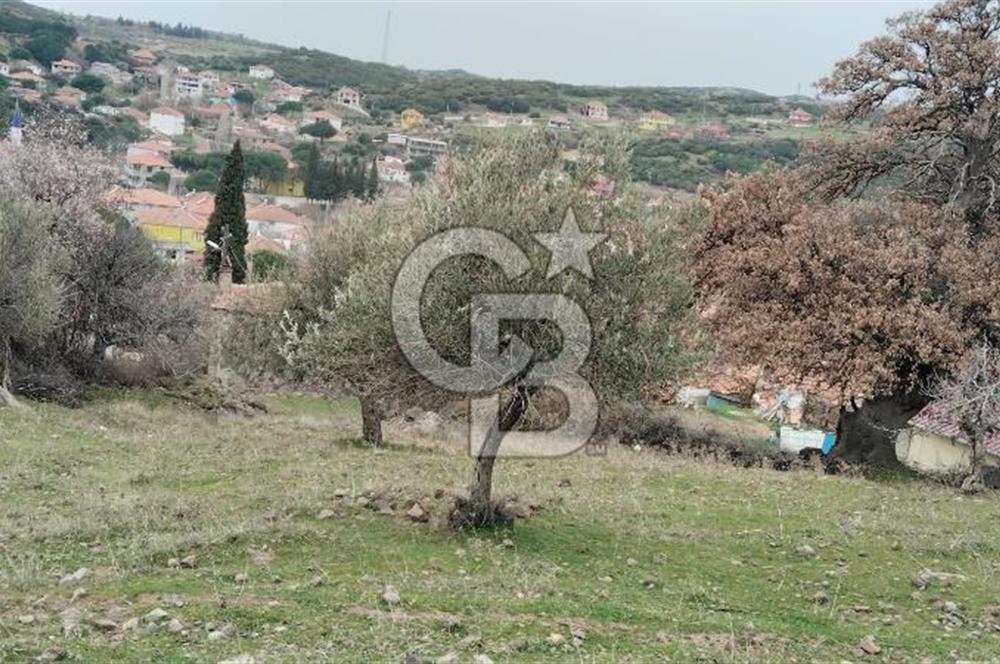 BALIKESİR AYVALIK ÜÇKABAĞAÇ MAHALLESİNDE SATILIK ARSA