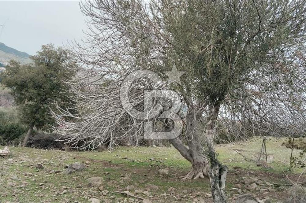 BALIKESİR AYVALIK ÜÇKABAĞAÇ MAHALLESİNDE SATILIK ARSA