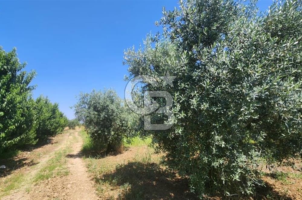 KEMALPAŞA'DA SATILIK İÇİNDE AĞAÇLARI BULUNAN TARLA