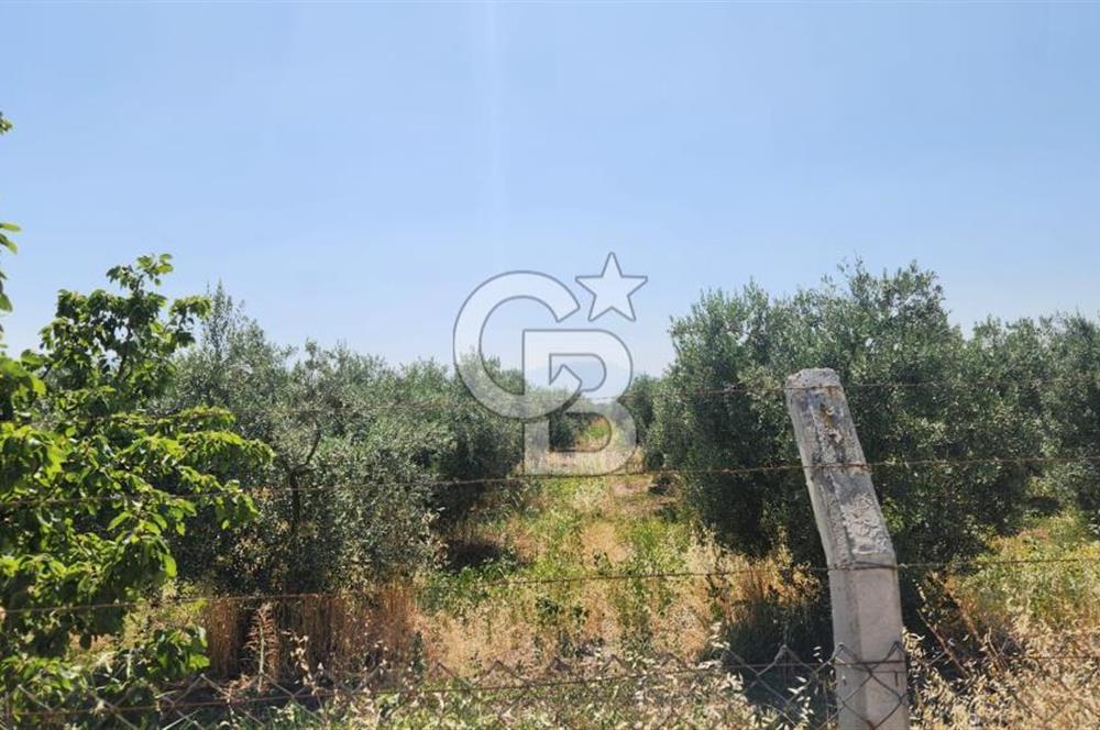 KEMALPAŞA'DA SATILIK İÇİNDE AĞAÇLARI BULUNAN TARLA