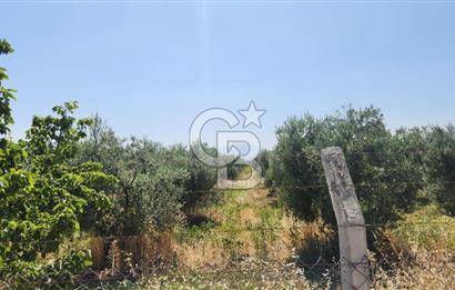 KEMALPAŞA'DA SATILIK İÇİNDE AĞAÇLARI BULUNAN TARLA