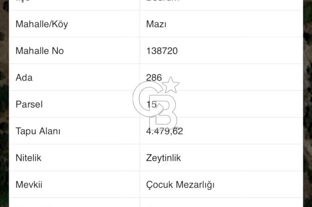 mazı mahallesinde satılık 4.479 m2 zeytinlik
