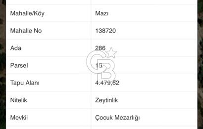 mazı mahallesinde satılık 4.479 m2 zeytinlik
