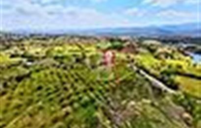 ÇANAKKALE YENİCEDE SATILIK TARLA