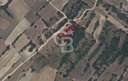 🏡 EDİRNE / UZUNKÖPRÜ – KIRKKAVAK KÖYÜ’NDE SATILIK VERİMLİ TARLA 🌱