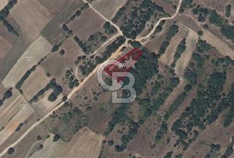 🏡 EDİRNE / UZUNKÖPRÜ – KIRKKAVAK KÖYÜ’NDE SATILIK VERİMLİ TARLA 🌱