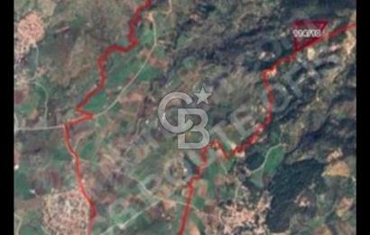 DİKİLİ'DE ÇANAKKALE ASFALTINA 4KM MESAFEDE 50 DÖNÜM ZEYTİNLİK !!