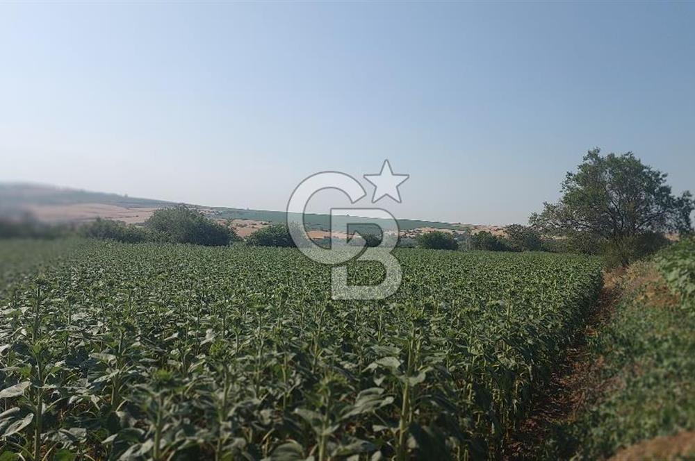 Tekirdağ Zafer Mahallesi Satılık 6202 M2 Arazi