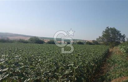 Tekirdağ Zafer Mahallesi Satılık 6202 M2 Arazi