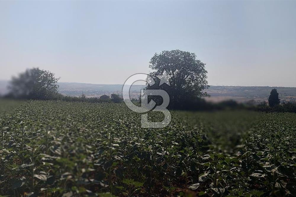 Tekirdağ Zafer Mahallesi Satılık 6202 M2 Arazi