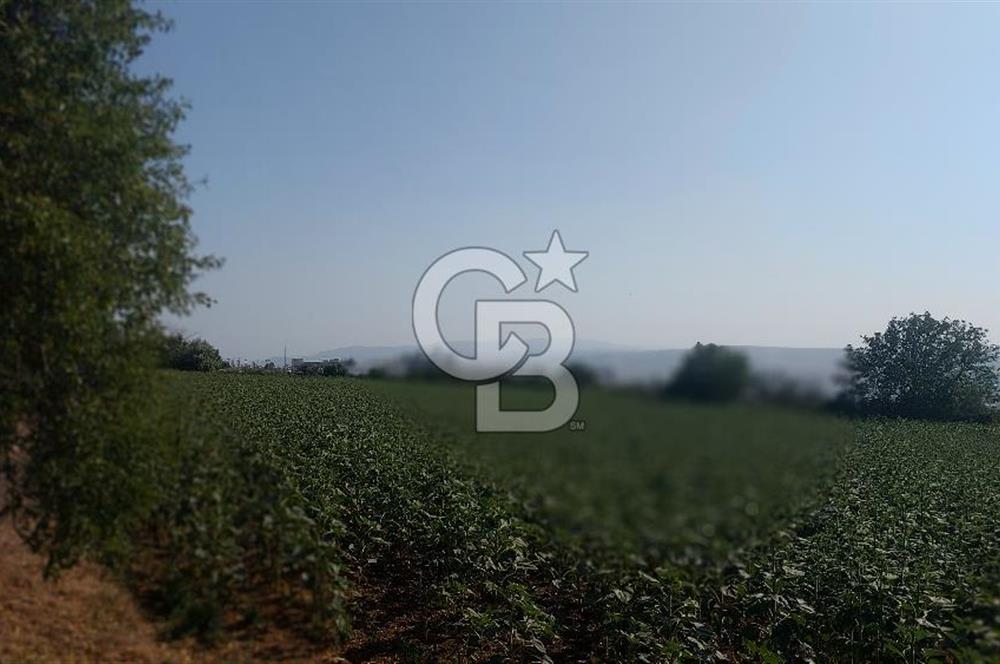 Tekirdağ Zafer Mahallesi Satılık 6202 M2 Arazi