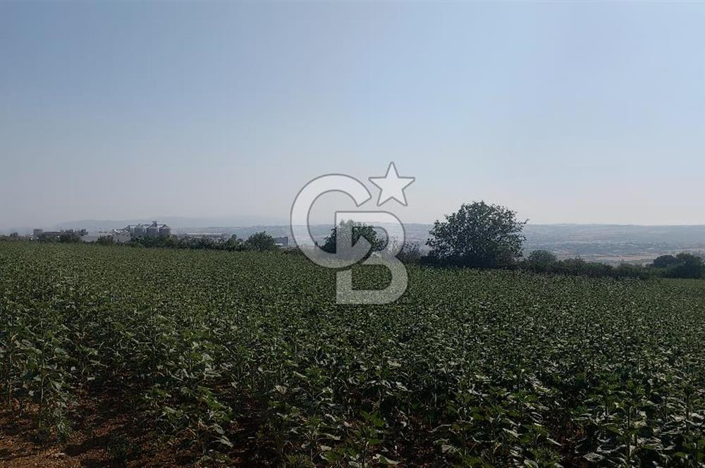 Tekirdağ Zafer Mahallesi Satılık 6202 M2 Arazi