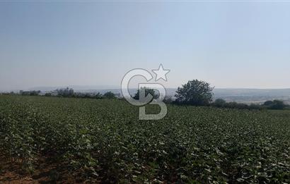 Tekirdağ Zafer Mahallesi Satılık 6202 M2 Arazi