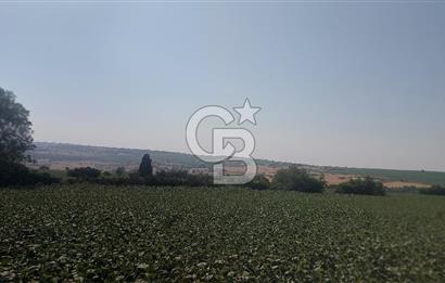 Tekirdağ Zafer Mahallesi Satılık 6202 M2 Arazi
