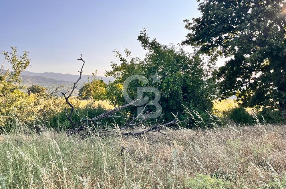 ÇAVUŞLU DOĞA MANZARALI YATIRIMA UYGUN YOL KENARI SATILIK TARLA