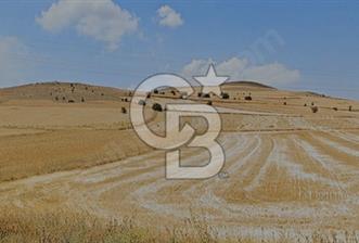 GÜNEŞLİDE KAYSERİNİN GELECEĞİNDE EN DEĞERLENECEK TARLA