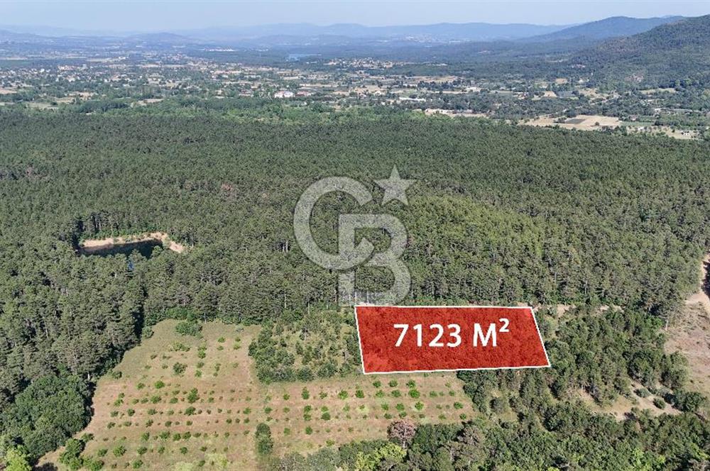 Çanakkale Yenice Örencik Köyü'nde Satılık 7123 M² Tarla !